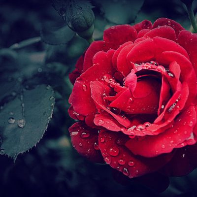 Blomster og vanding