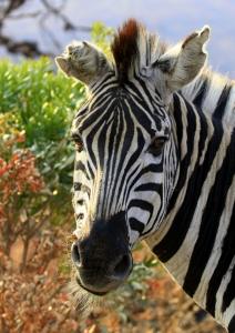Til zoo